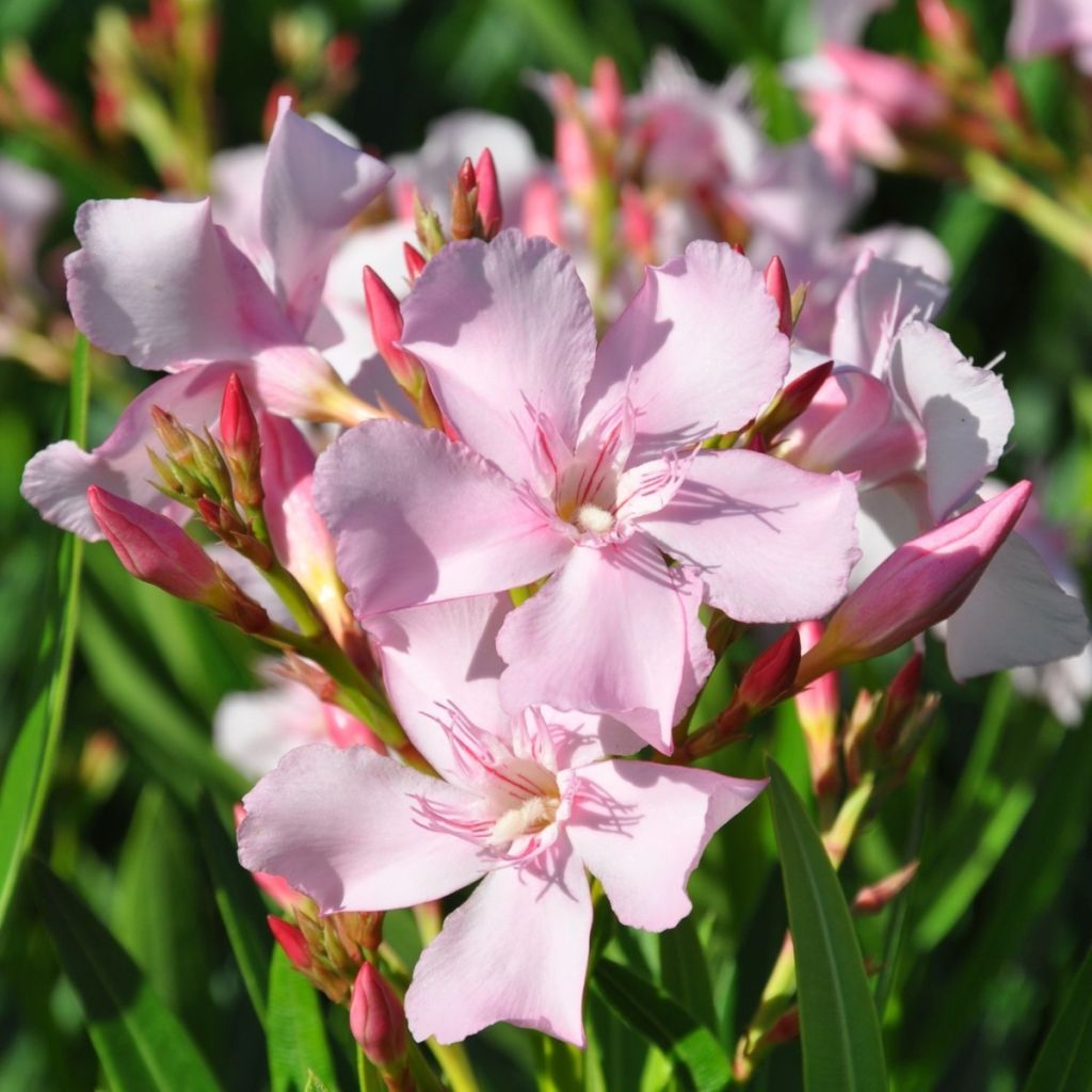 Nerium oleander Sealy Pink 