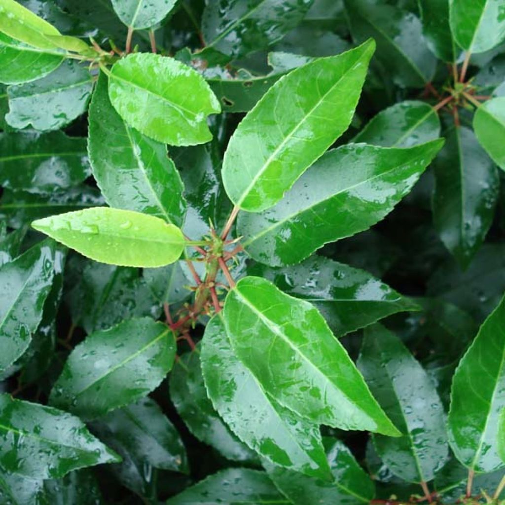 Prunus lusitanica Angustifolia - Portuguese Laurel