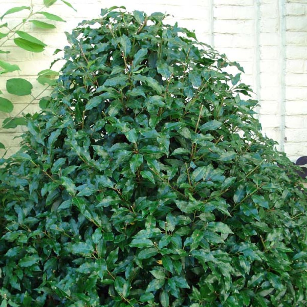 Prunus lusitanica Angustifolia - Portuguese Laurel