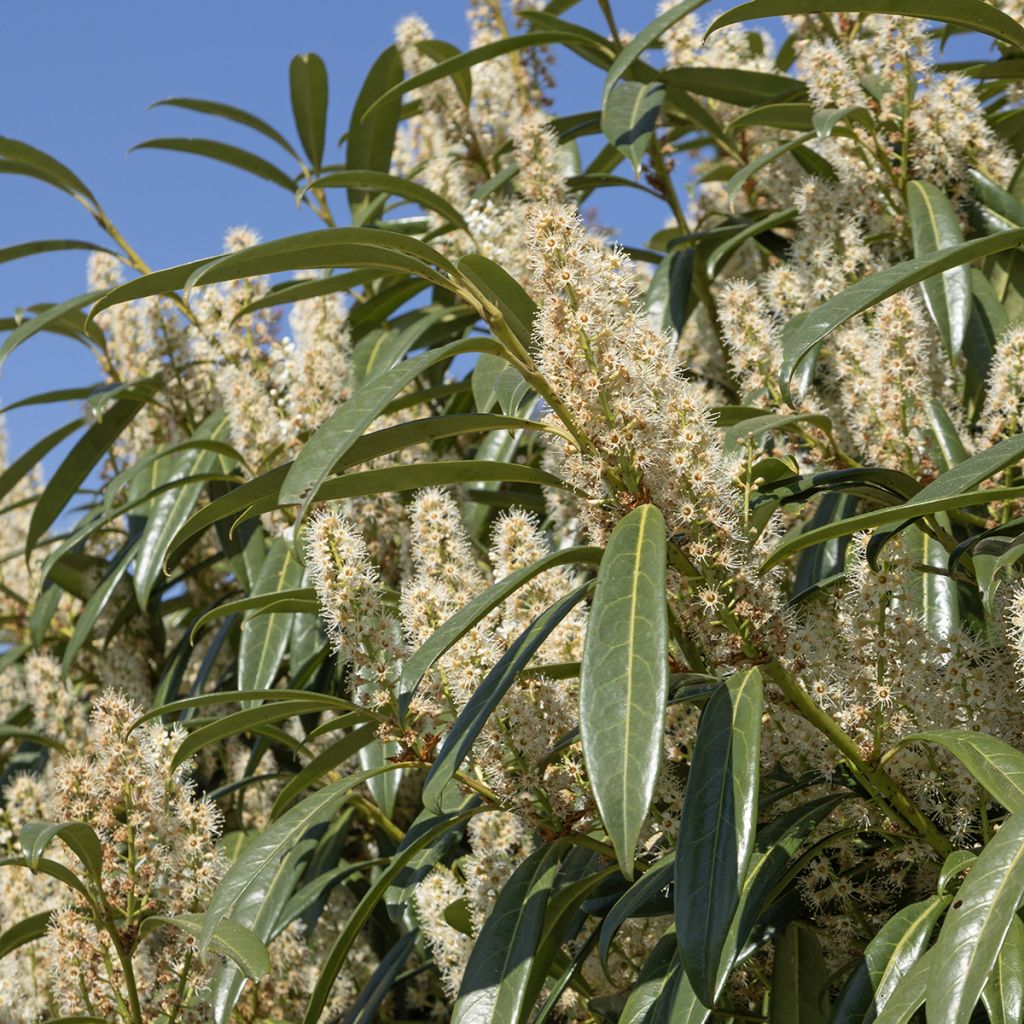 Prunus laurocerasus Otto Luyken - Cherry Laurel