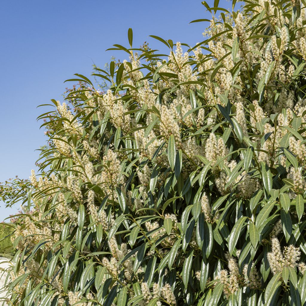 Prunus laurocerasus Otto Luyken - Cherry Laurel