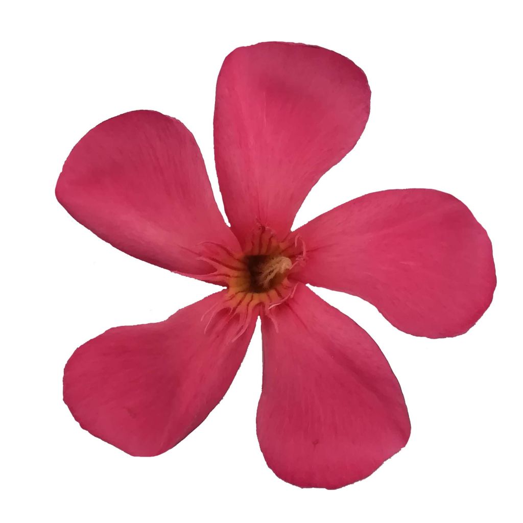 Nerium oleander Papa Gambetta