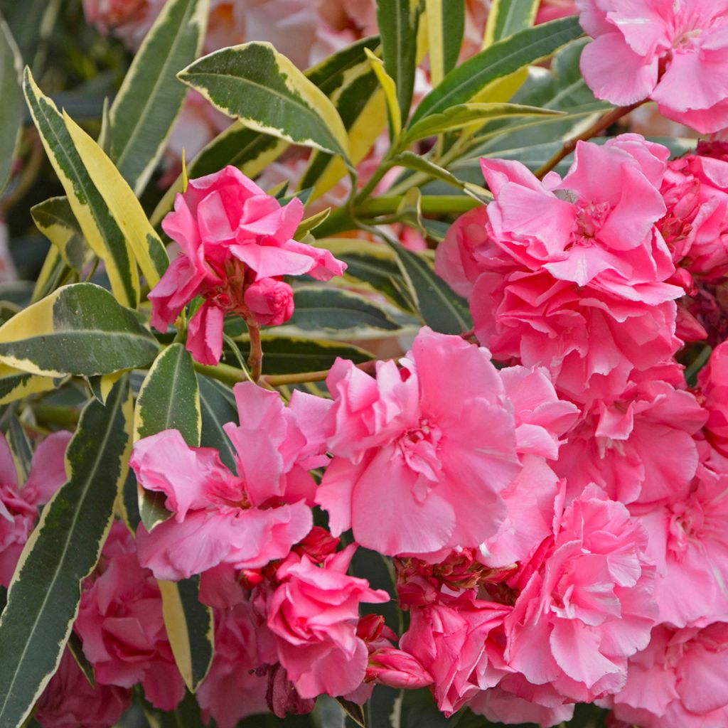 Nerium oleander Variegata