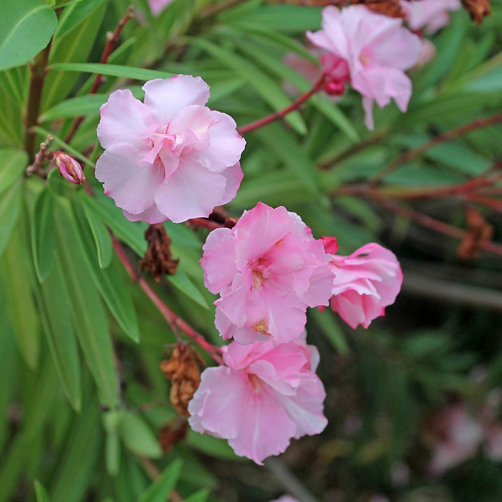 Nerium oleander Roseum Plenum