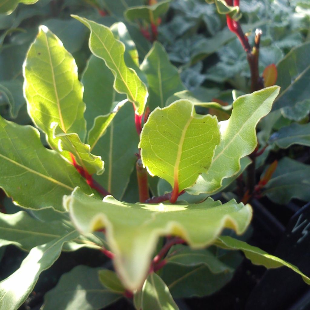 Laurus nobilis - Bay Laurel