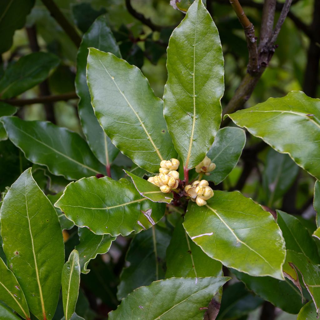 Laurus nobilis Jerusalem - Bay Laurel
