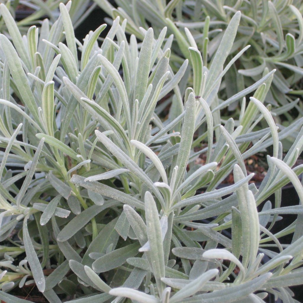Lavandula intermedia Phenomenal - Lavandin