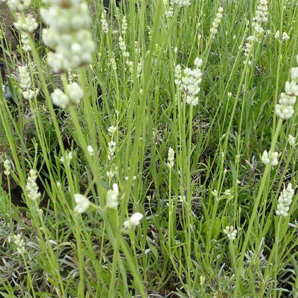 Lavandula angustifolia Hidcote White - True Lavender