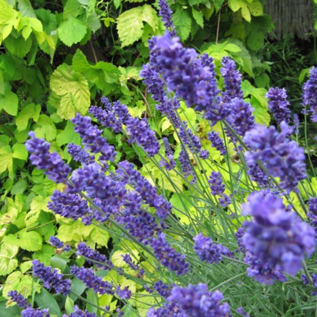 Lavandula angustifolia Hidcote - True Lavender