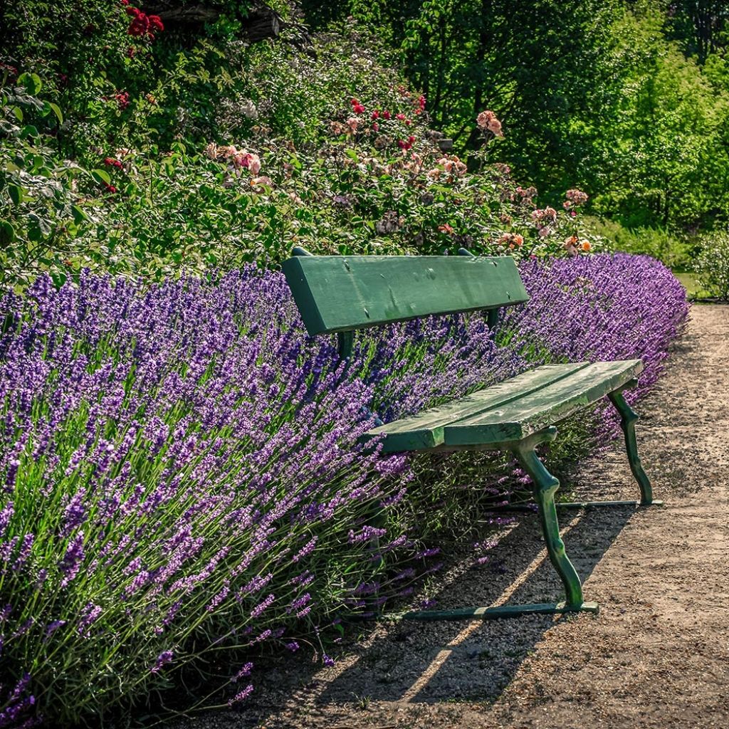 Lavandula angustifolia Siesta - True Lavender