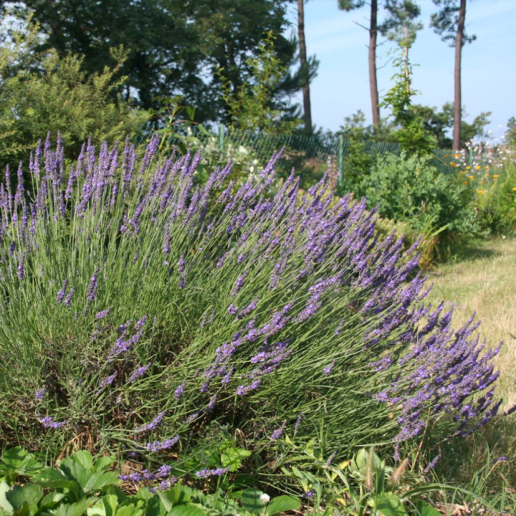 Lavandula intermedia Grosso - Lavandin