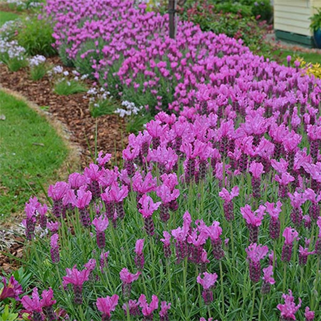 Lavandula stoechas The Princess - French Lavender