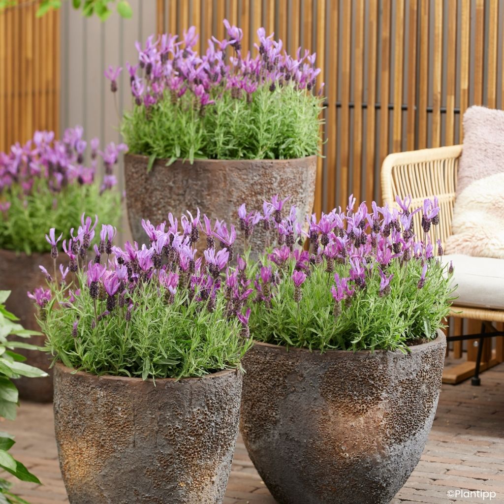 Lavandula stoechas Bella Toscane - French lavender