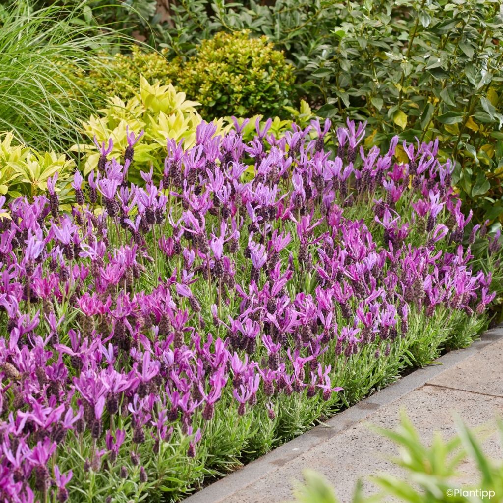 Lavandula stoechas Bella Toscane - French lavender