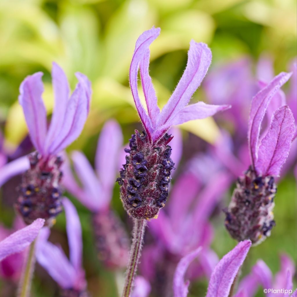 Lavandula stoechas Bella Toscane - French lavender