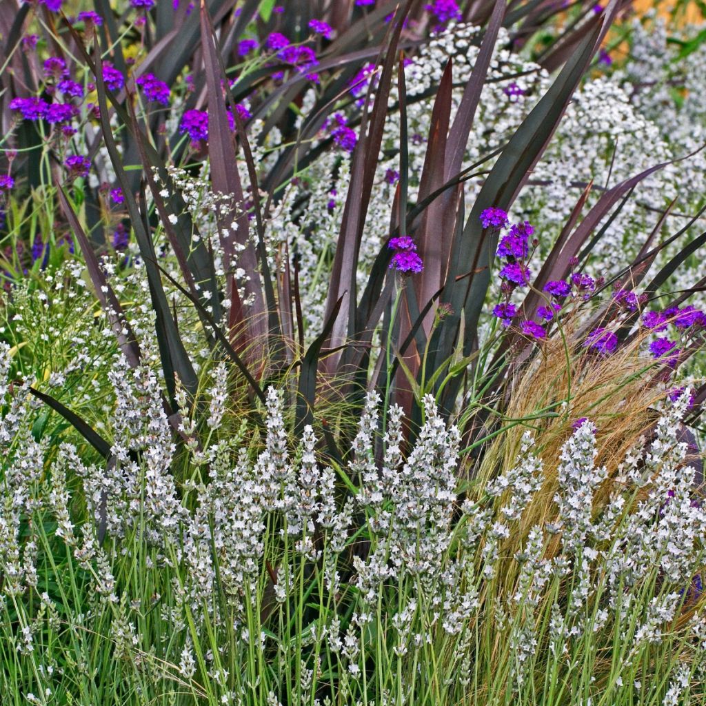 Lavandula angustifolia Alba - True Lavender
