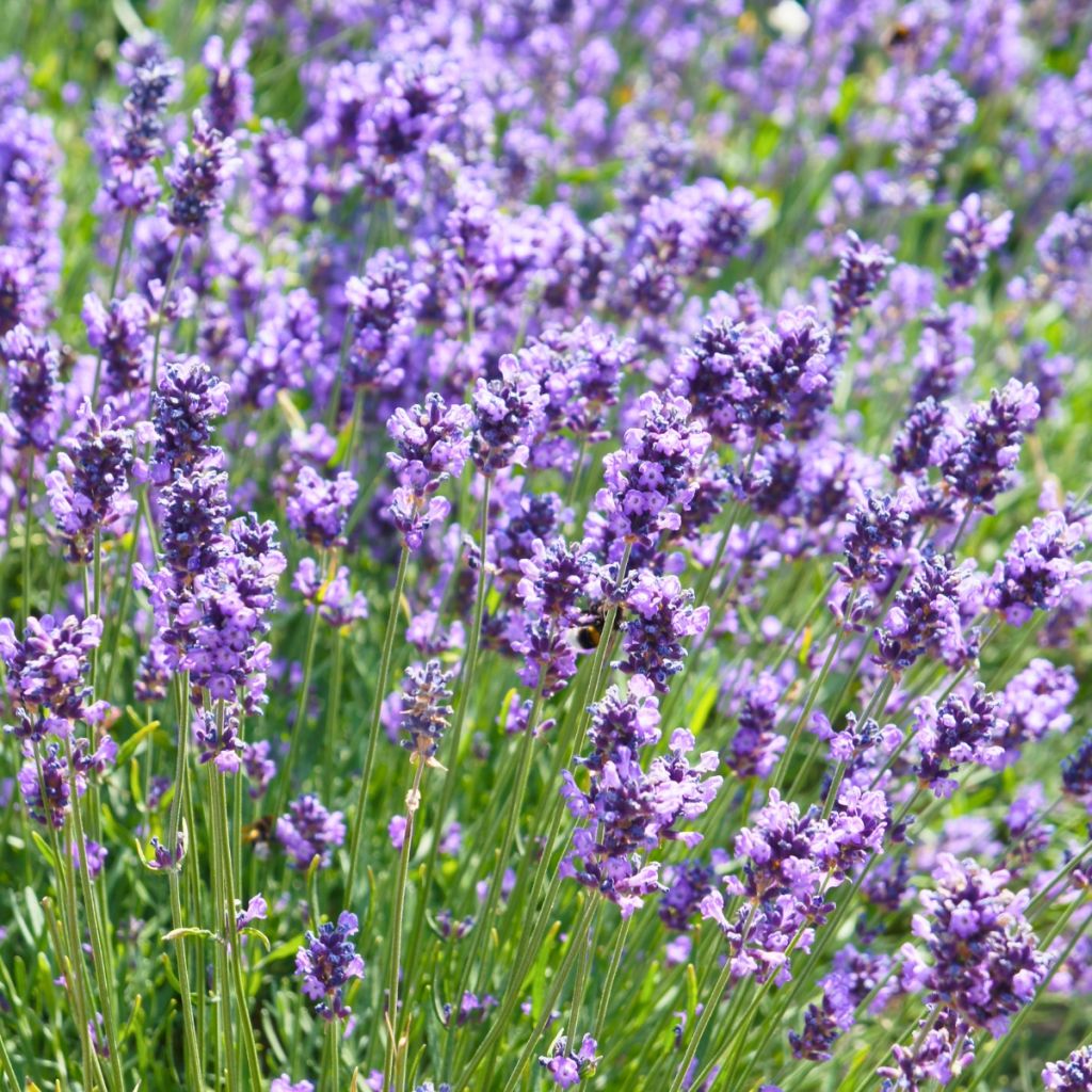 Lavandula angustifolia Hidcote - True Lavender