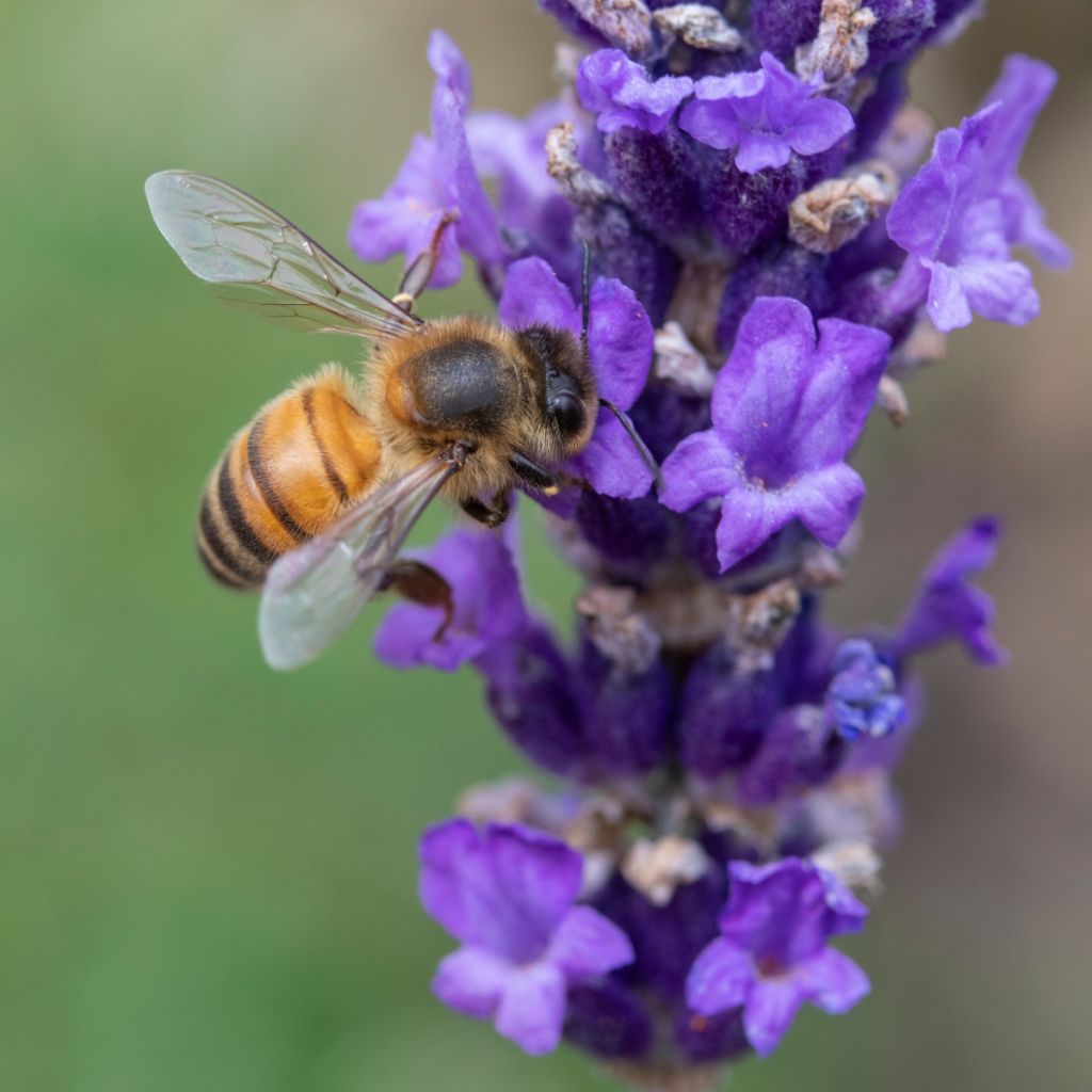 Lavandula angustifolia Hidcote - True Lavender