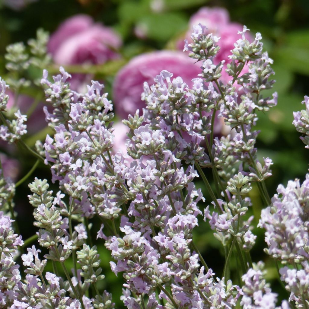 Lavandula angustifolila Rosea - True Lavender