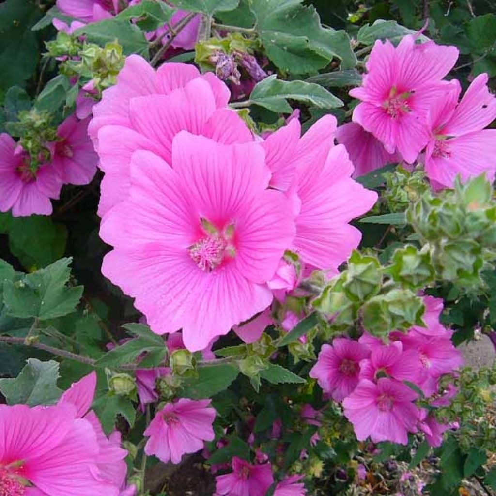 Lavatera Burgundy Wine - Tree Mallow