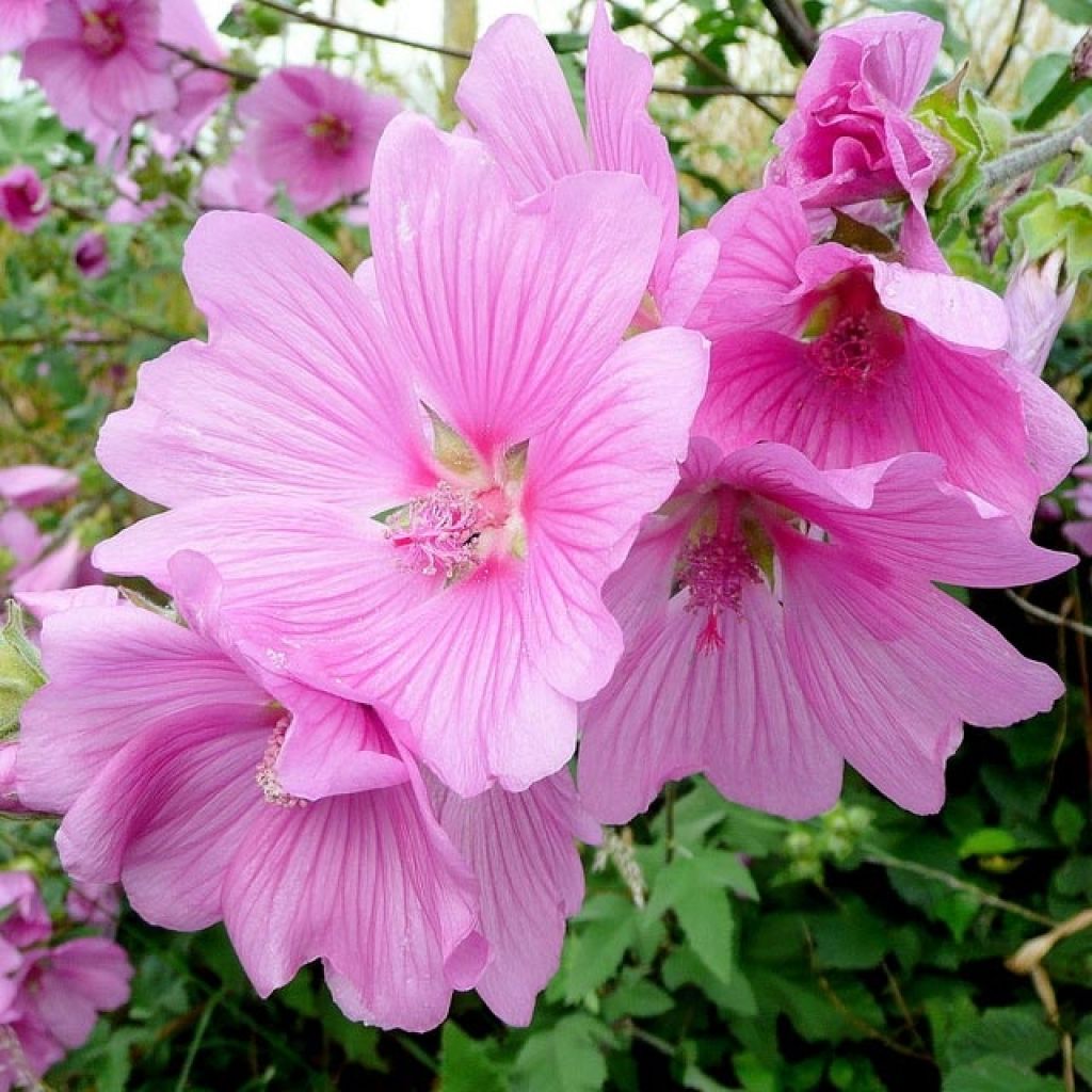Lavatera olbia Rosea - Tree Mallow