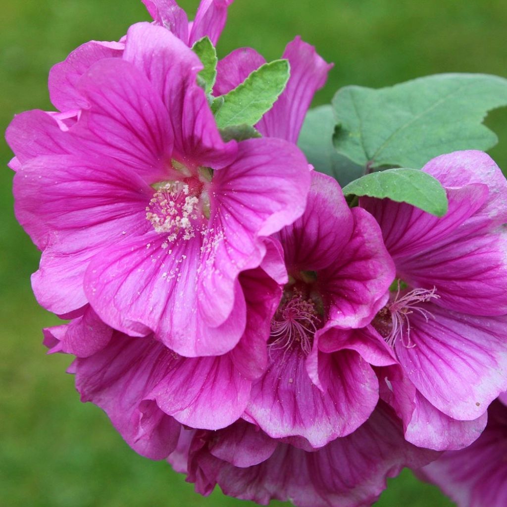 Lavatera thuringiaca Bredon Springs - Tree Mallow