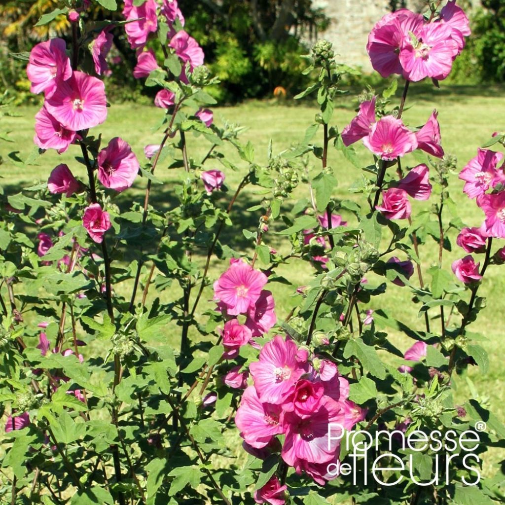 Lavatera thuringiaca Bredon Springs - Tree Mallow