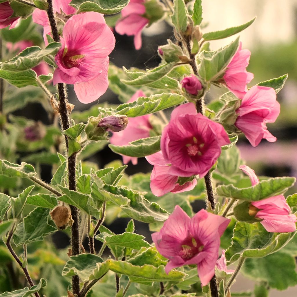 Lavatera thuringiaca Bredon Springs - Tree Mallow