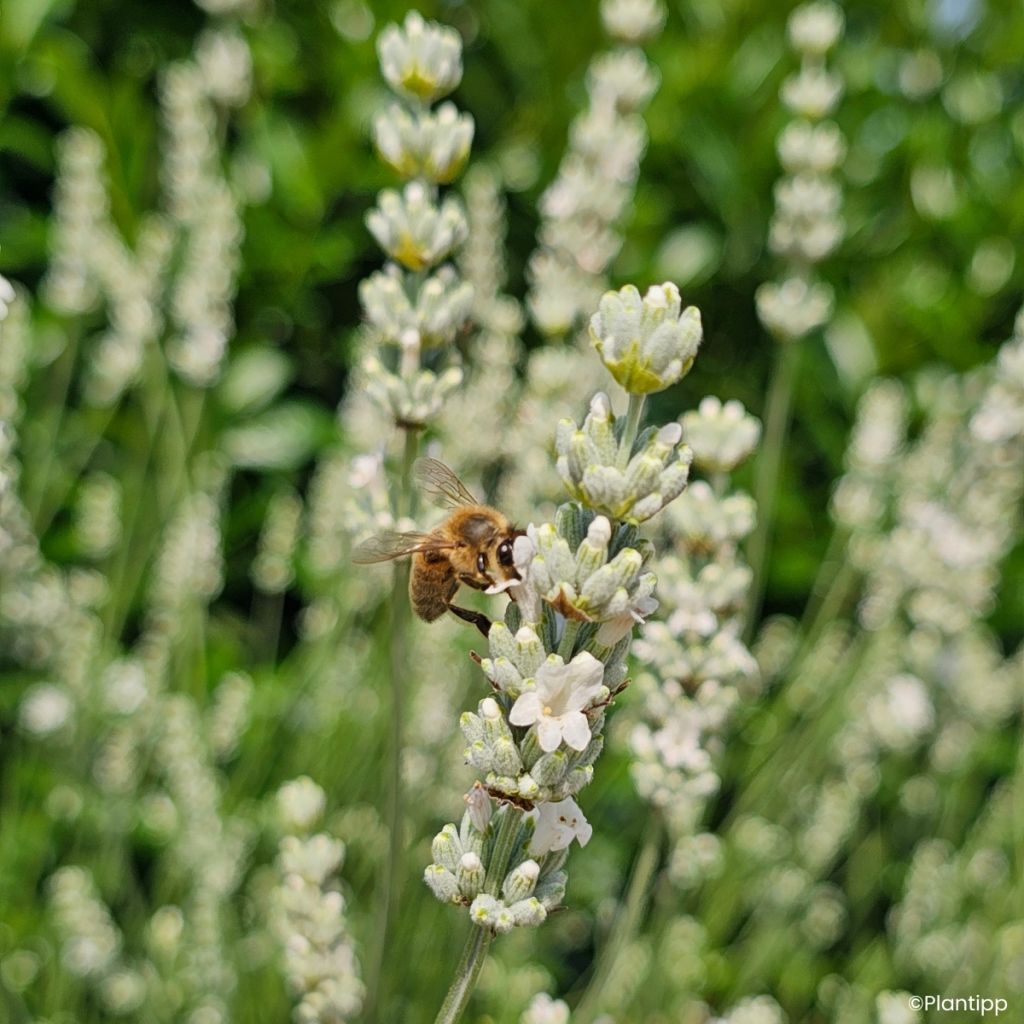 Lavandula intermedia Exceptional  - Lavandin