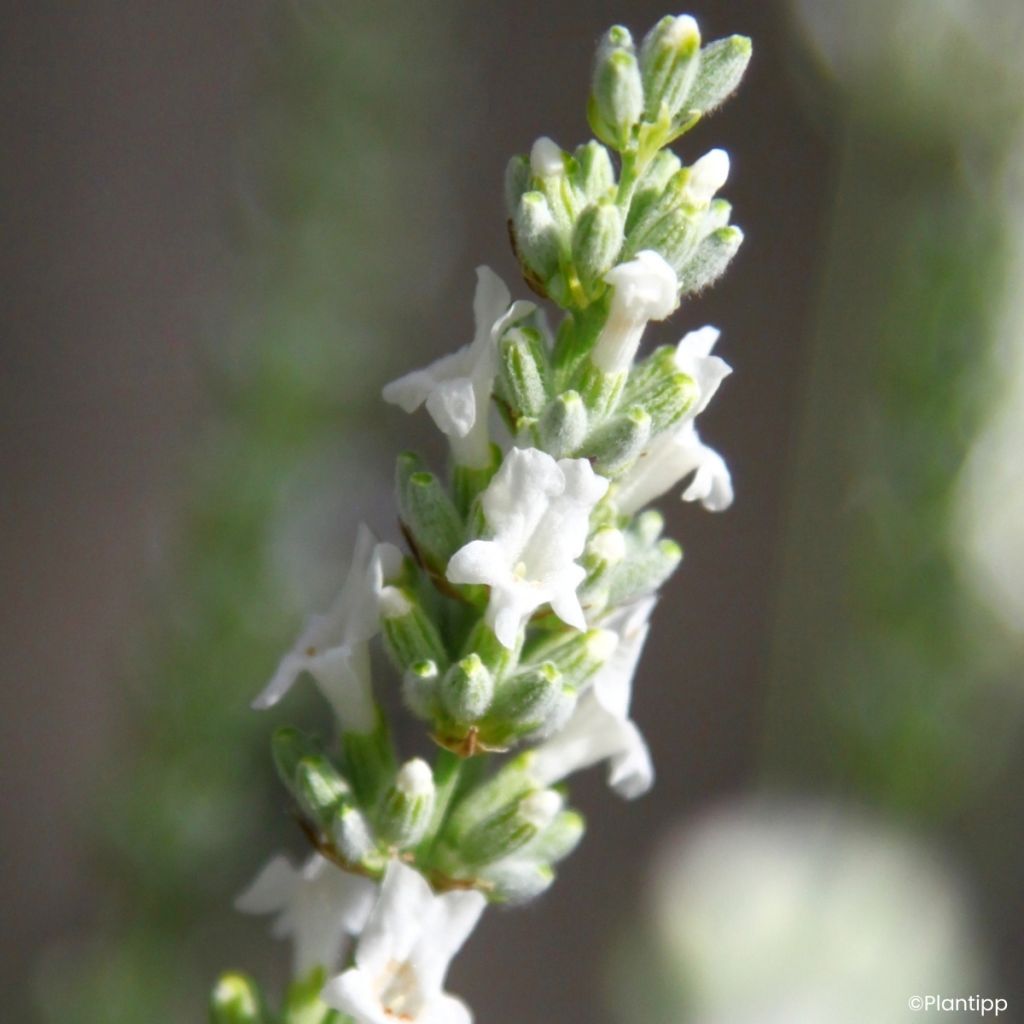 Lavandula intermedia Exceptional  - Lavandin