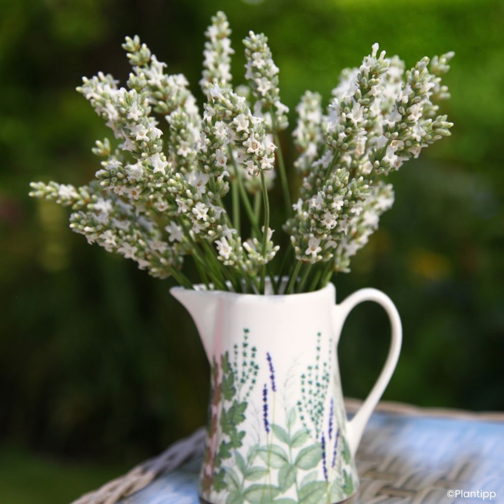 Lavandula intermedia Exceptional  - Lavandin
