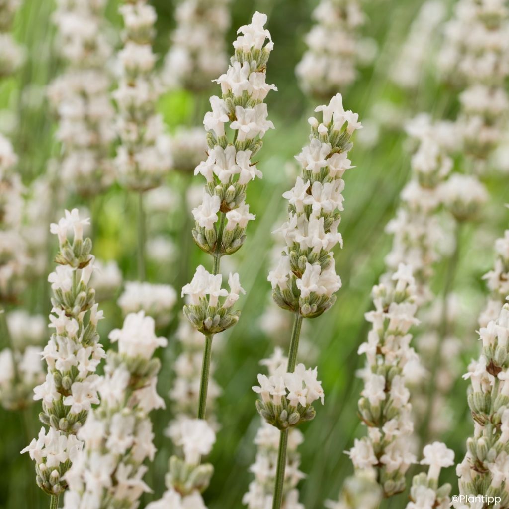 Lavandula intermedia Exceptional  - Lavandin