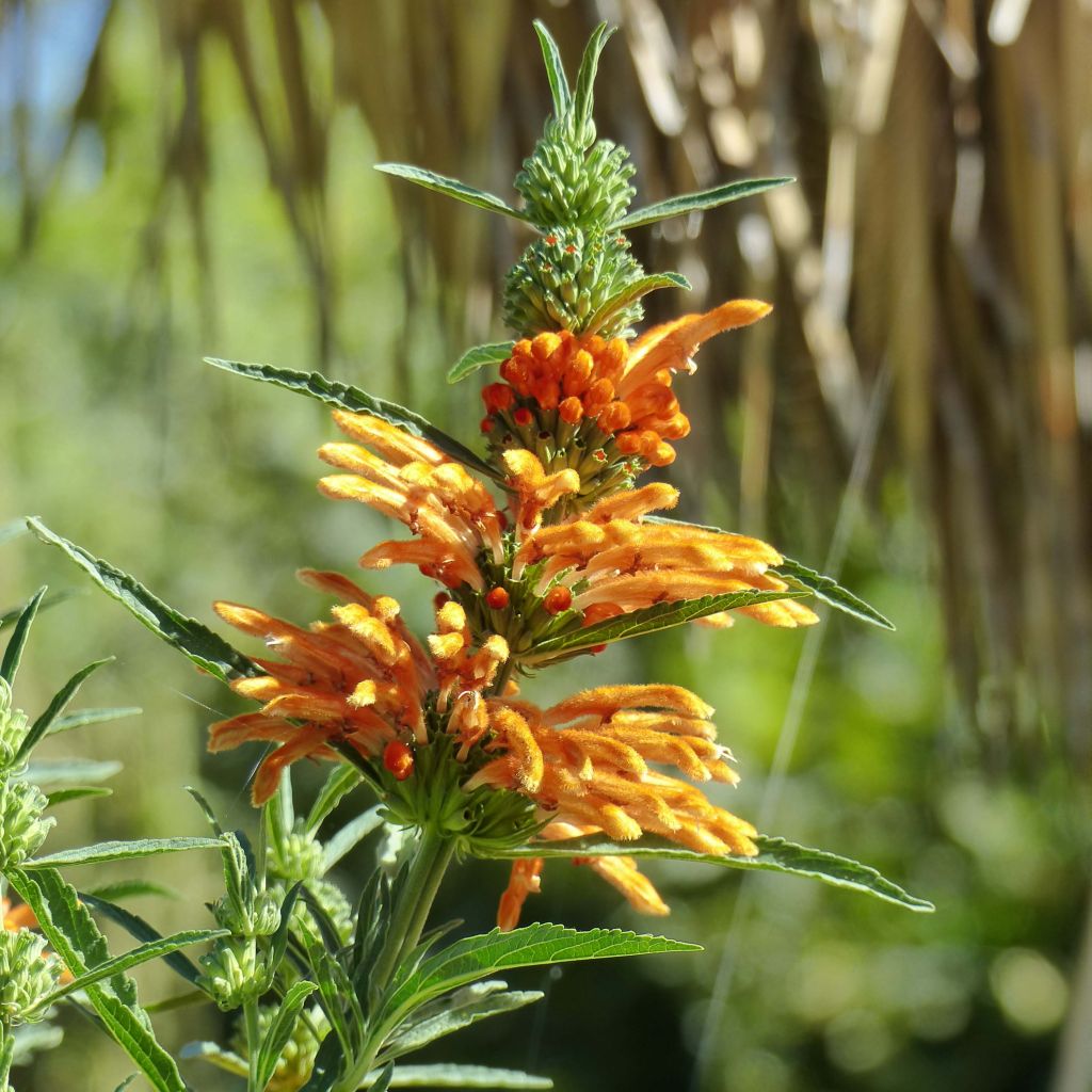 Leonotis leonurus