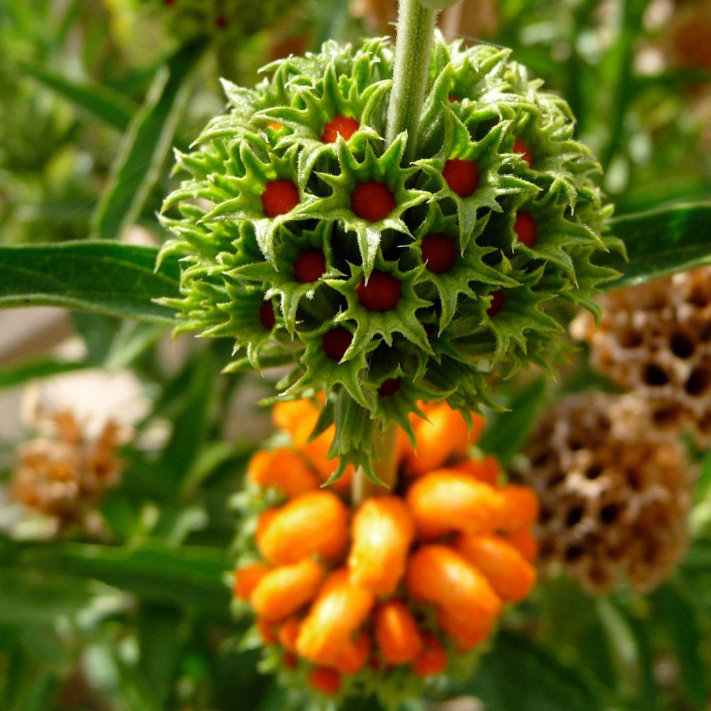 Leonotis leonurus