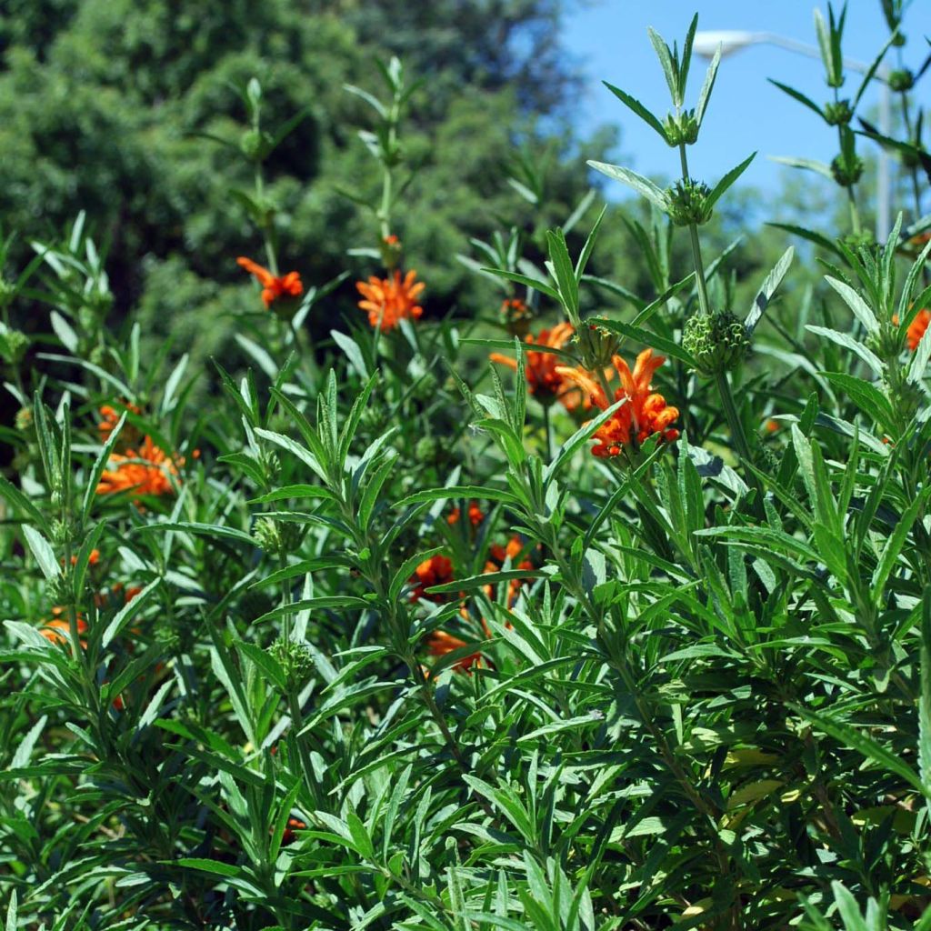 Leonotis leonurus
