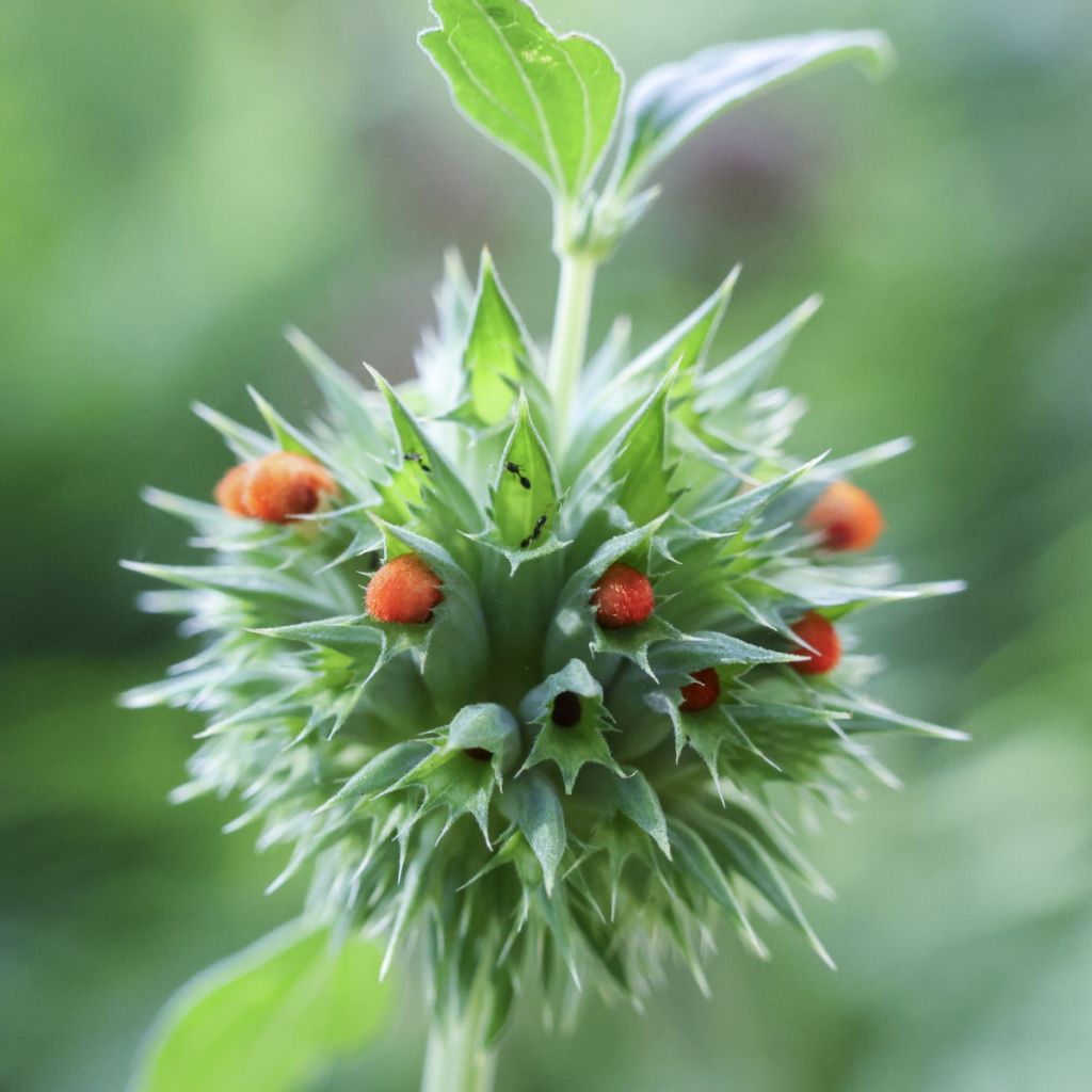Leonotis nepetifolia seeds - Lion's tail