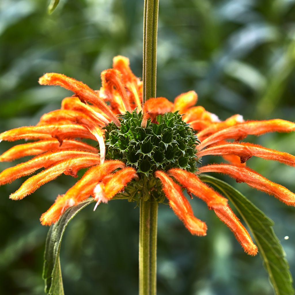 Leonotis nepetifolia seeds - Lion's tail