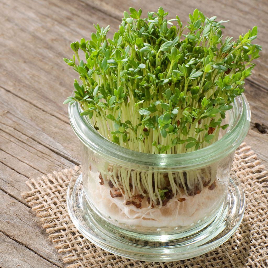 Garden Cress - Vilmorin Seeds