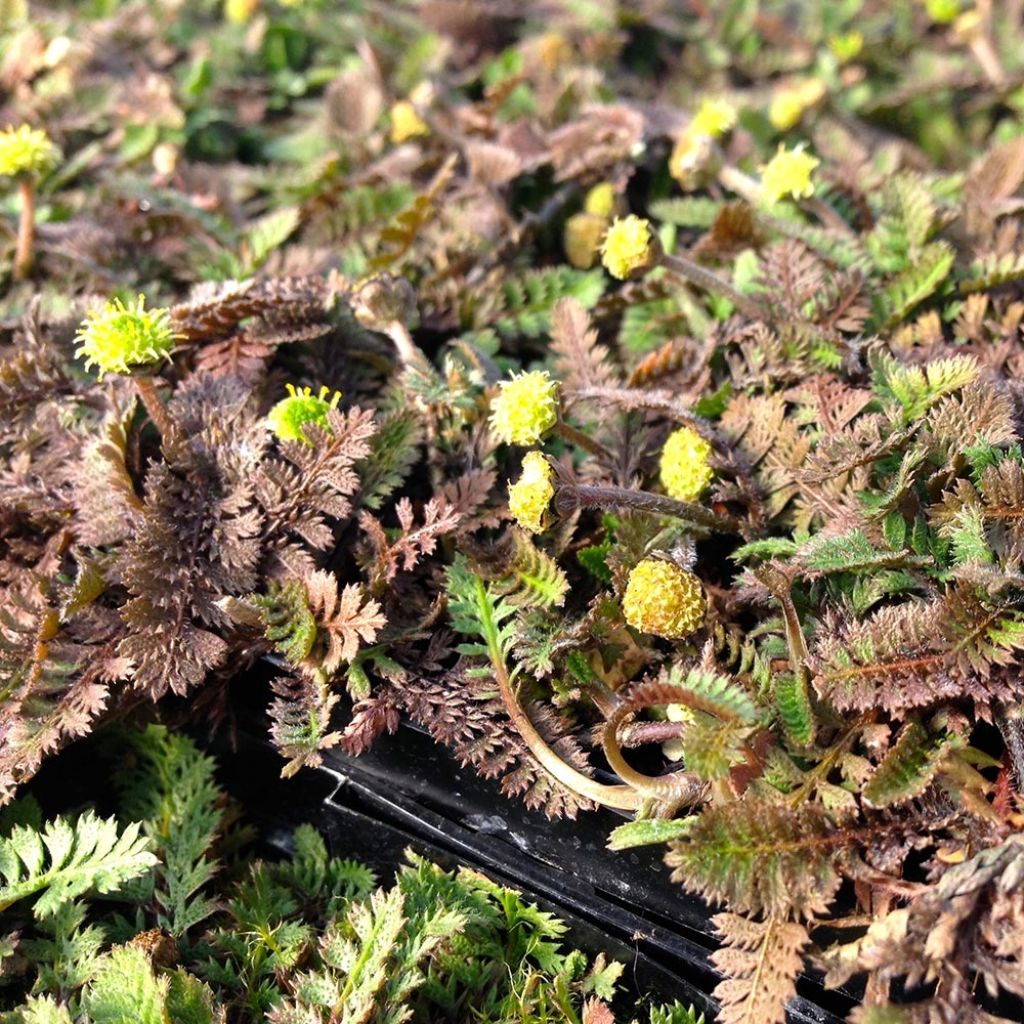 Bracteate Cotula - Leptinella squalida