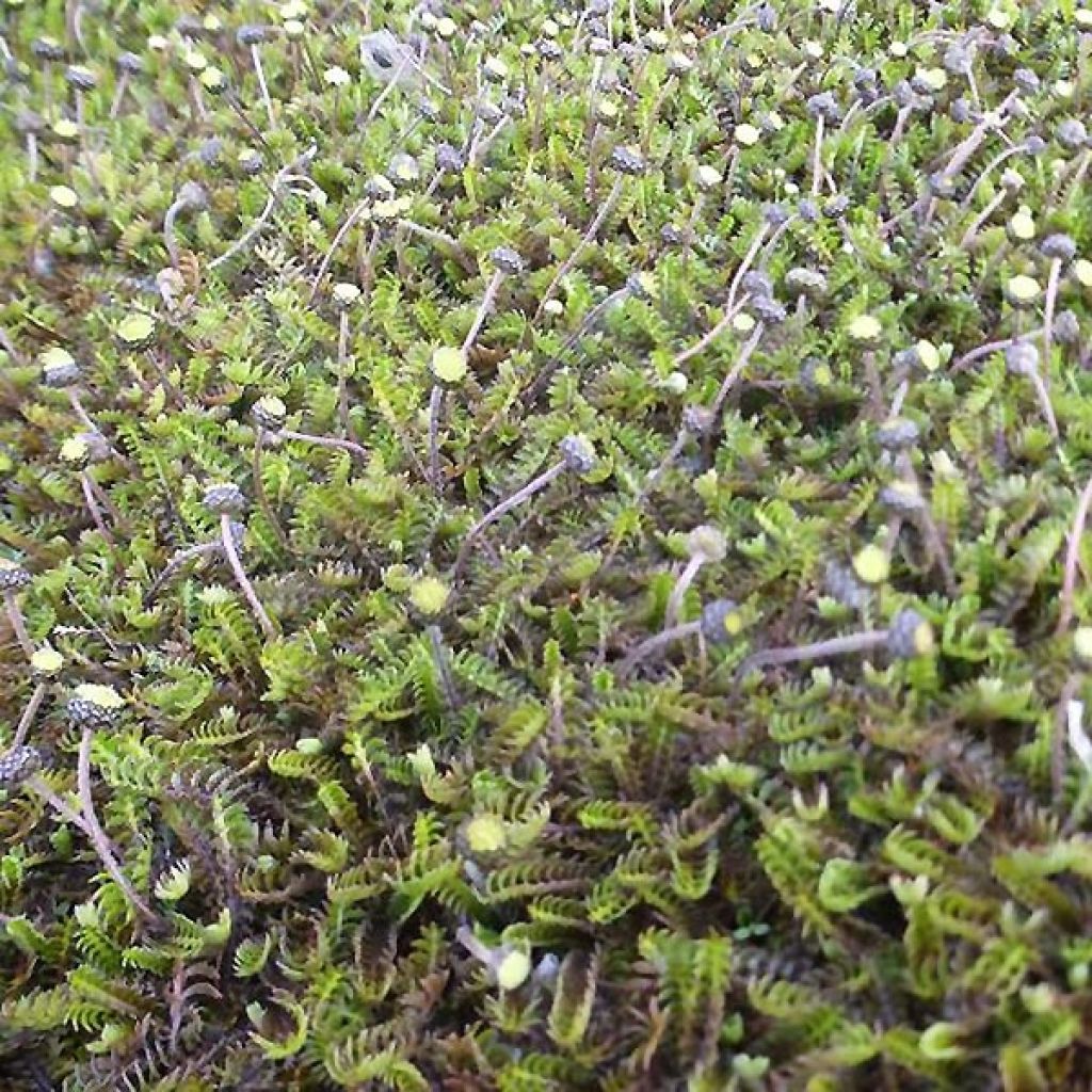 Bracteate Cotula - Leptinella squalida