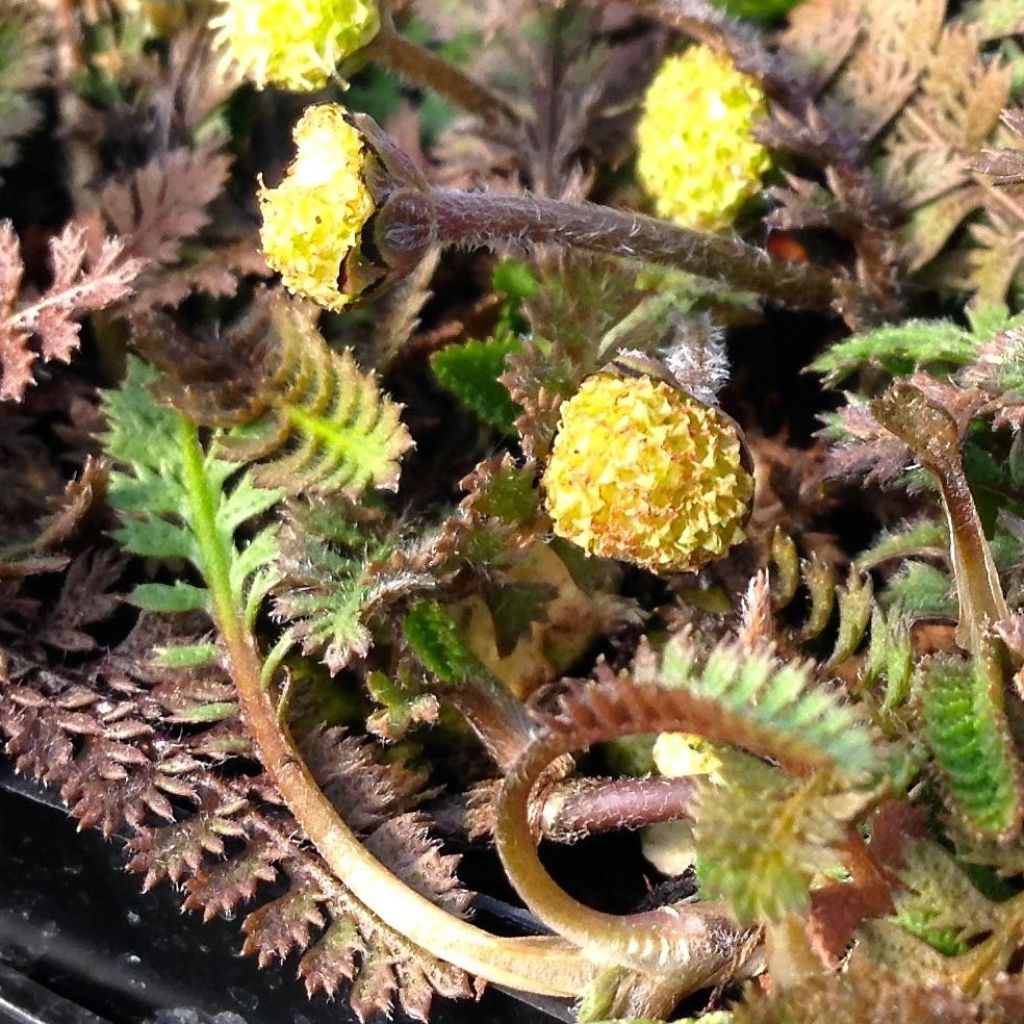 Bracteate Cotula - Leptinella squalida