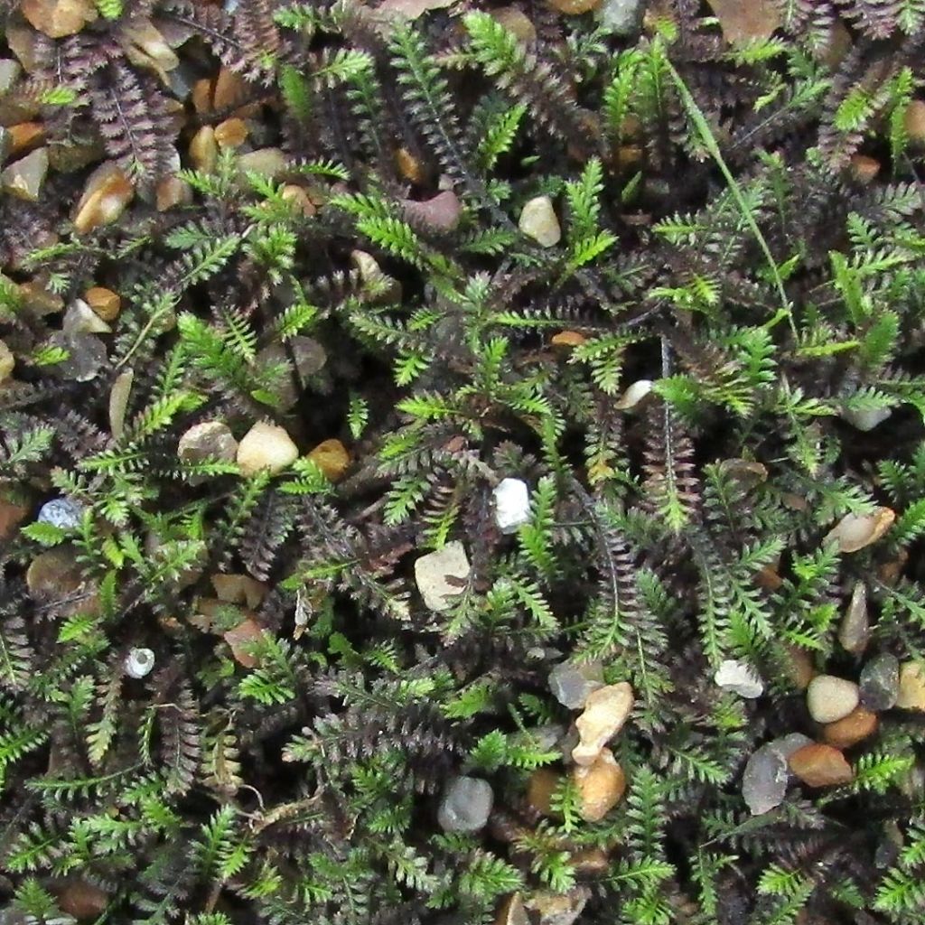 Bracteate Cotula - Leptinella squalida