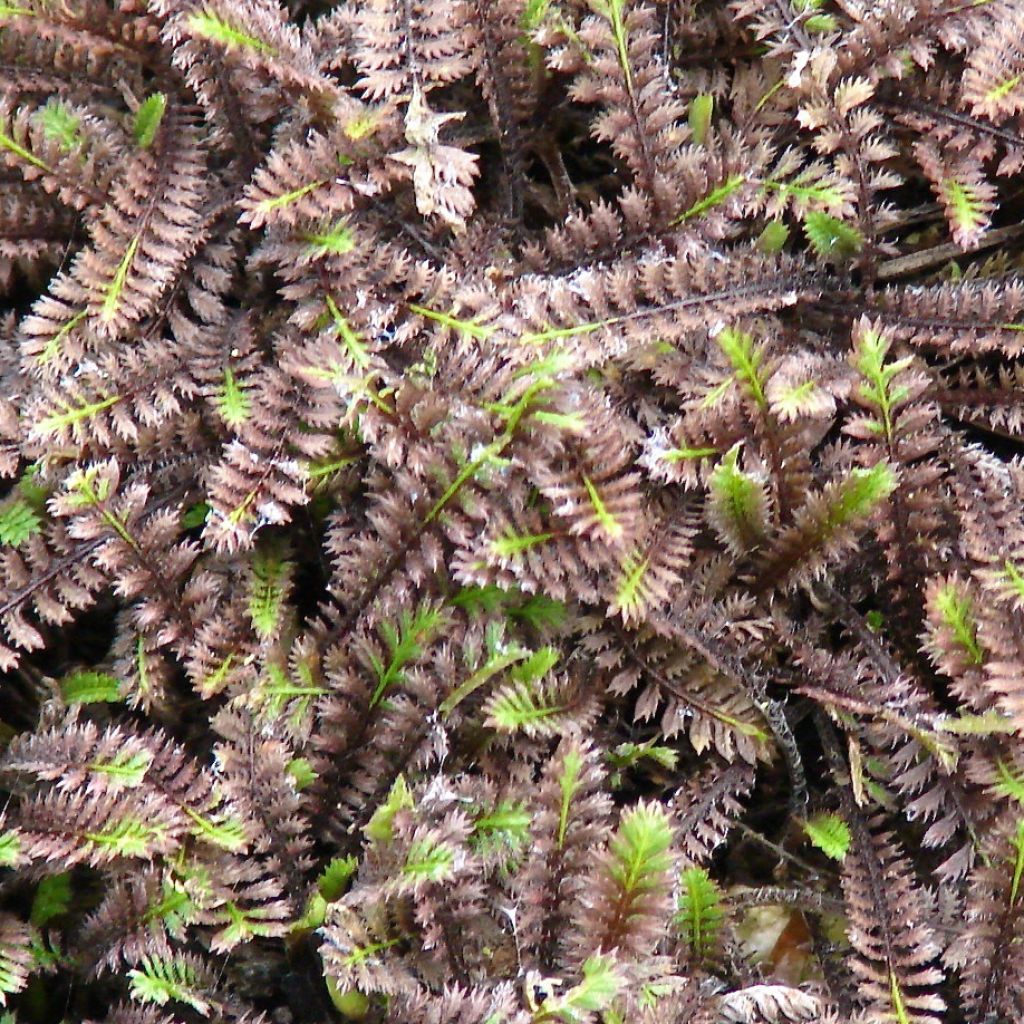 Leptinella squalida Platts Black
