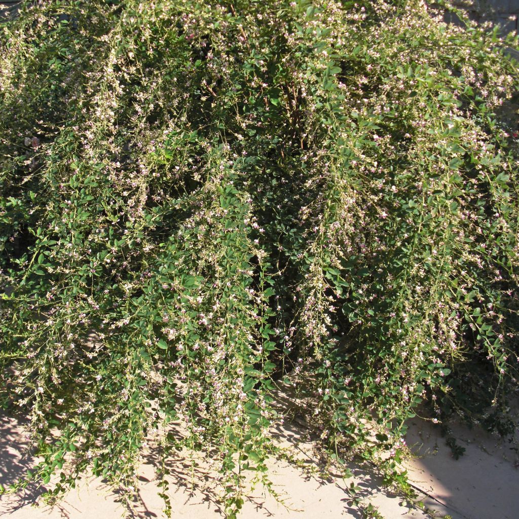 Lespedeza thunbergii Edo-Shibori
