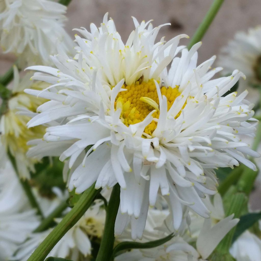 Leucanthemum superbum Shapcott Summer Clouds - Shasta Daisy