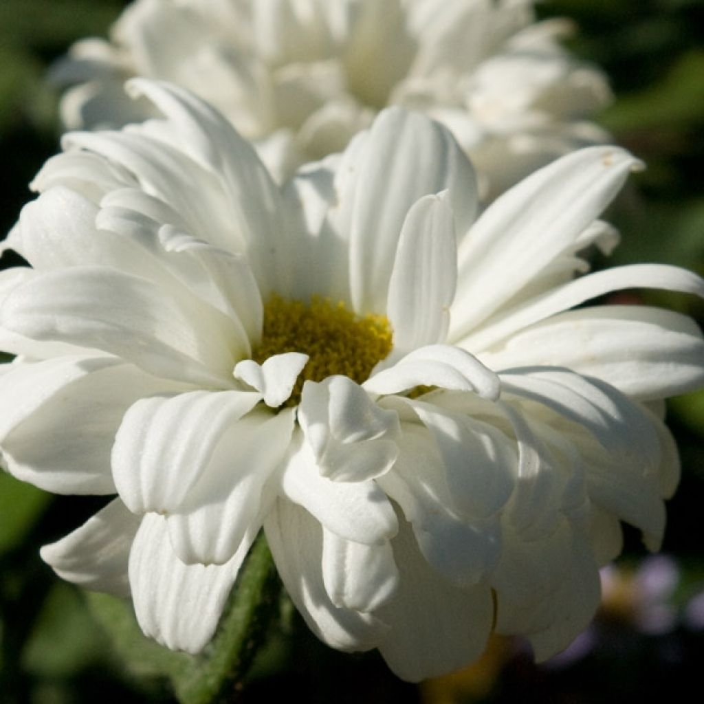 Leucanthemum superbum Victorian Secret - Shasta Daisy