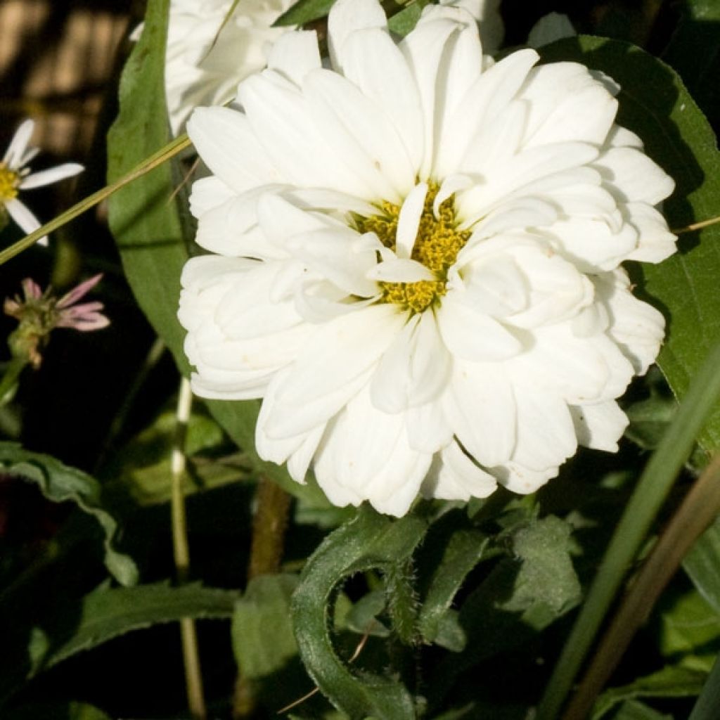 Leucanthemum superbum Victorian Secret - Shasta Daisy