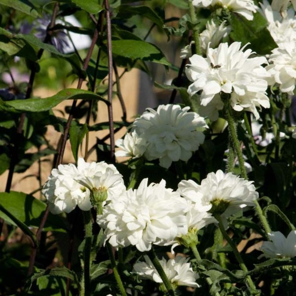 Leucanthemum superbum Victorian Secret - Shasta Daisy