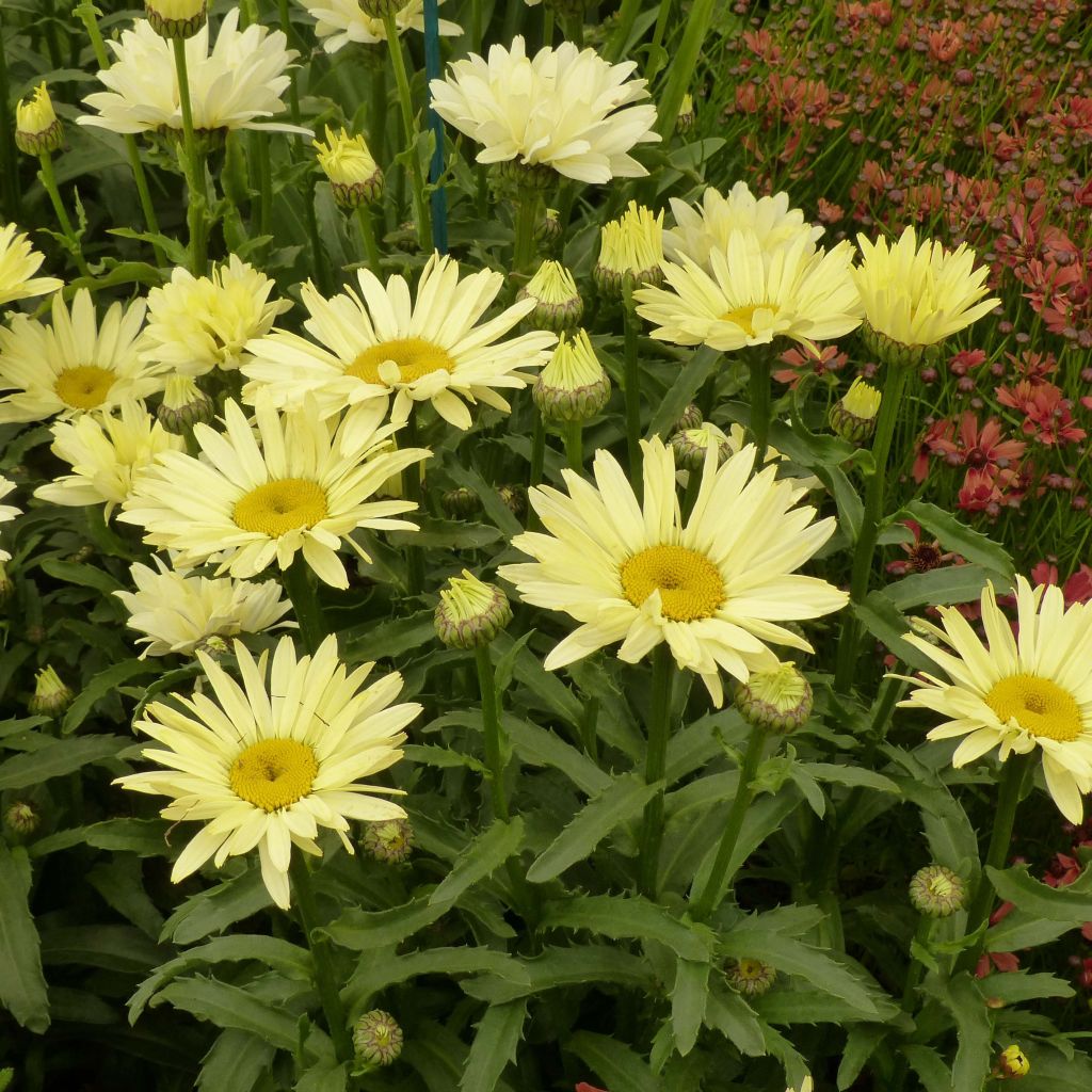 Leucanthemum superbum Broadway Lights - Shasta Daisy