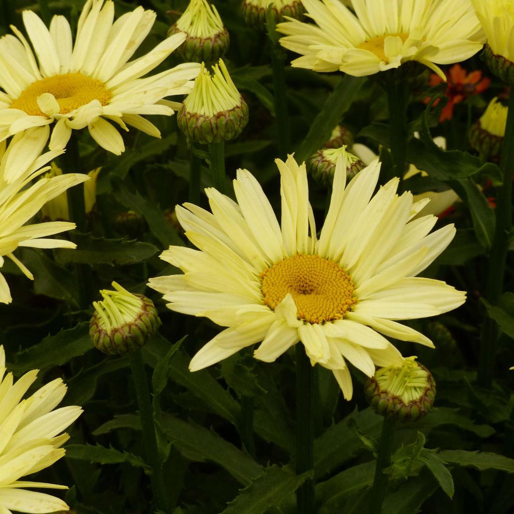 Leucanthemum superbum Broadway Lights - Shasta Daisy